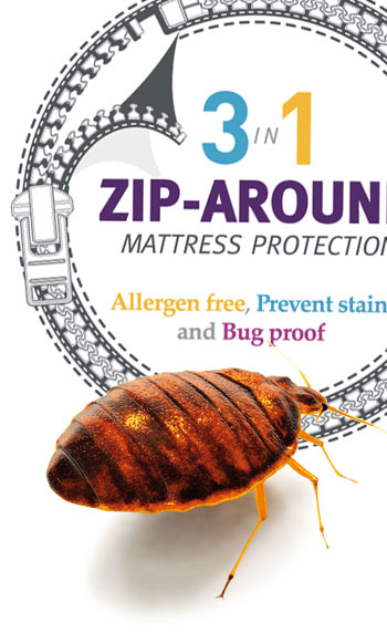 Branding for hospitality bed bug products company Prevnt n Protect